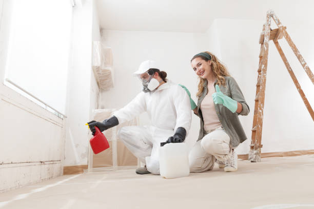 Best Basement Mold Removal  in Spring Hill, KS